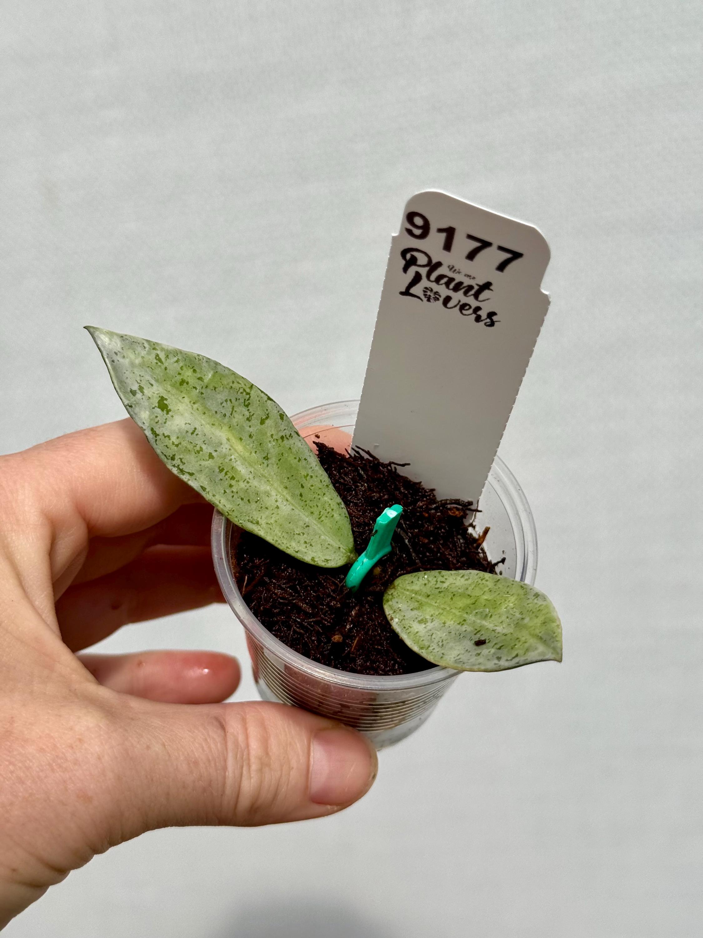 Hoya Lacunosa 'winter's Pandora' (very Rare) - Etsy