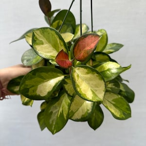 Hoya Lisa