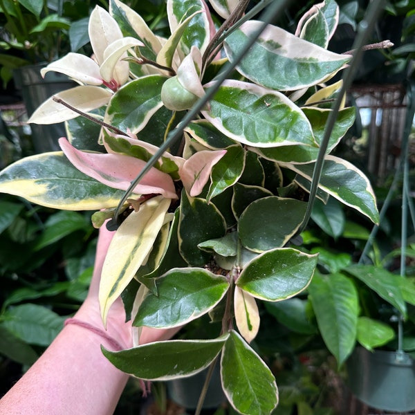 Hoya Carnosa « Reine Krimson »