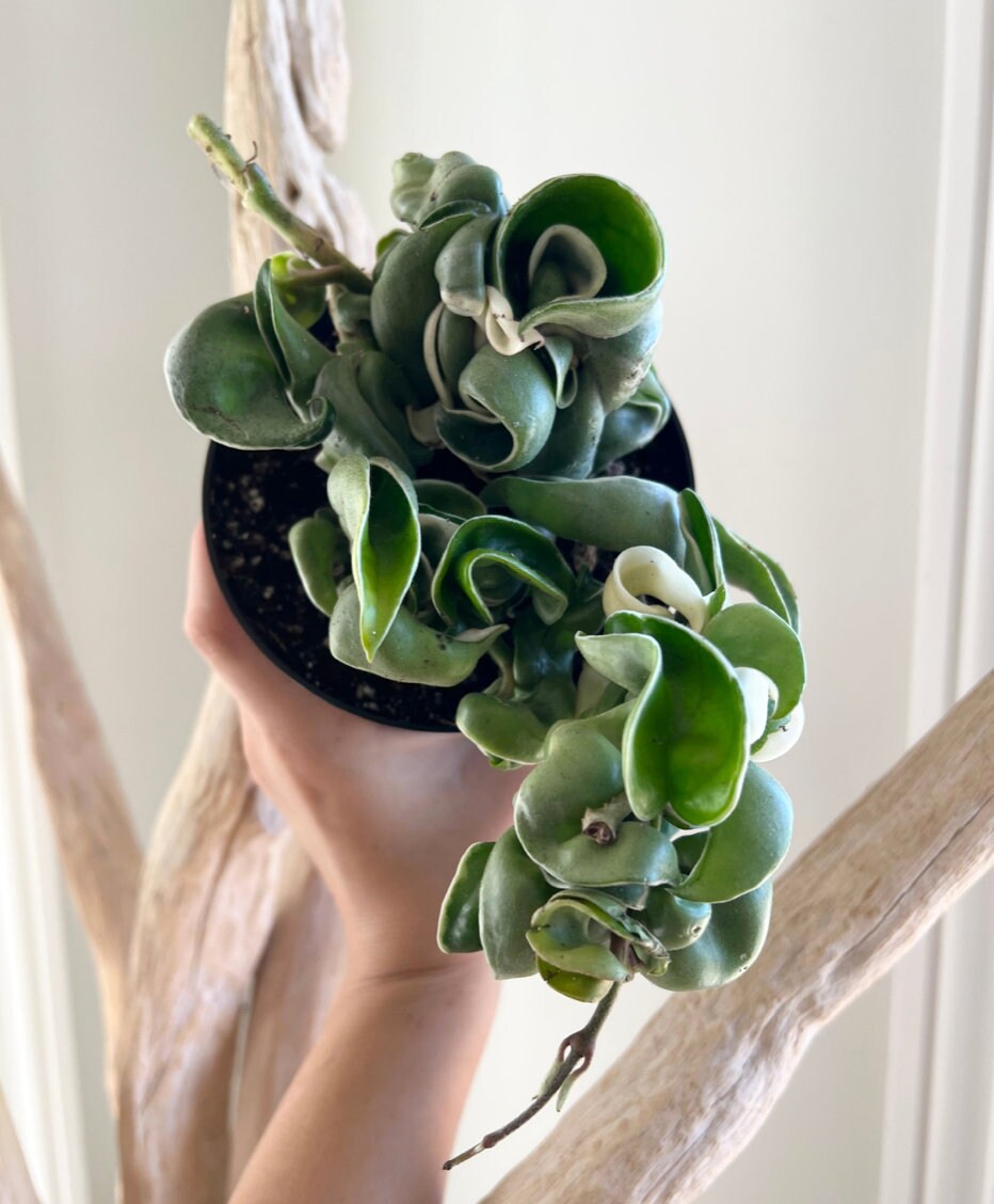 Variegated Hindu Ropes Etsy