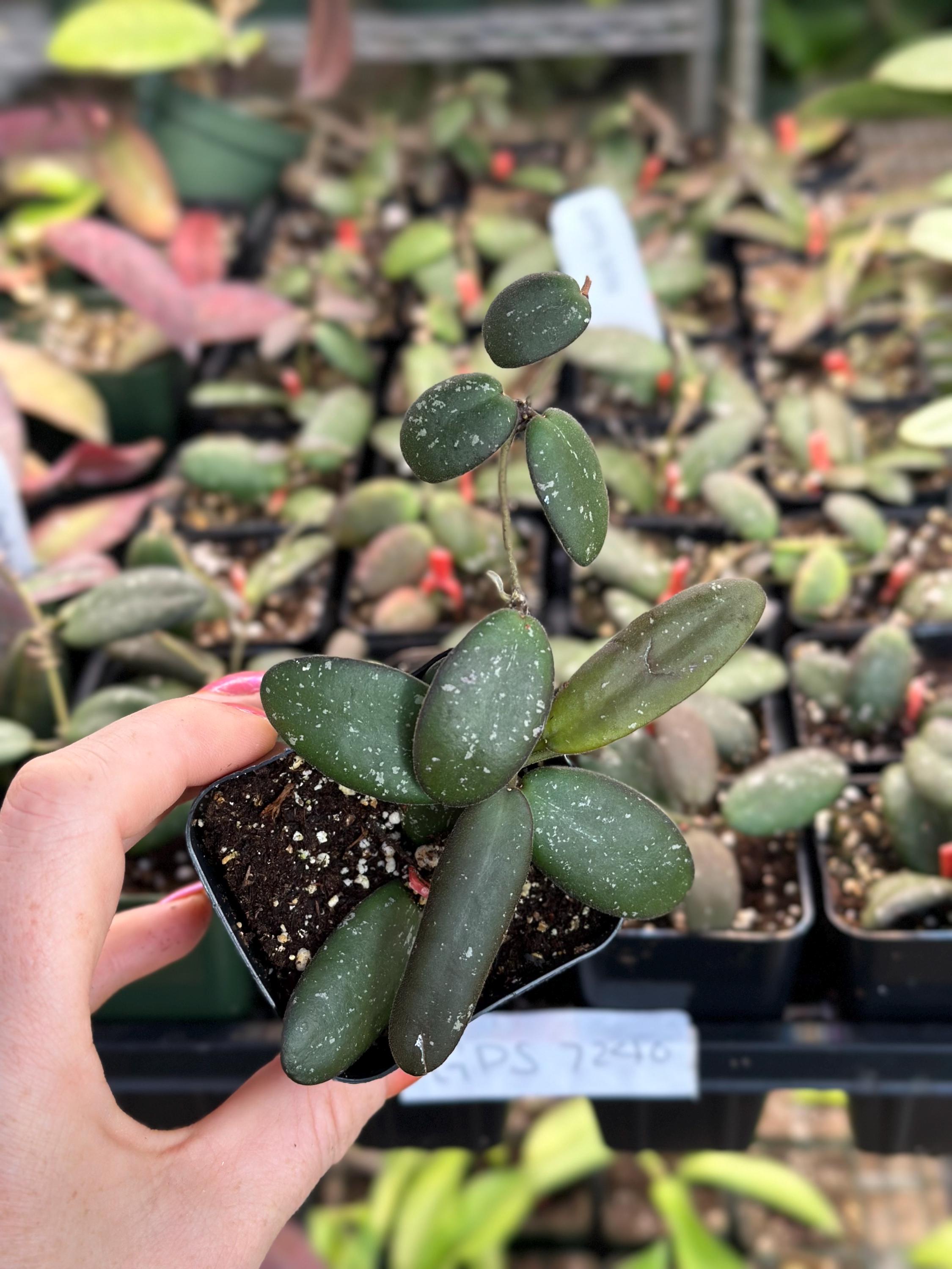 Hoya GPS 7240 - Etsy