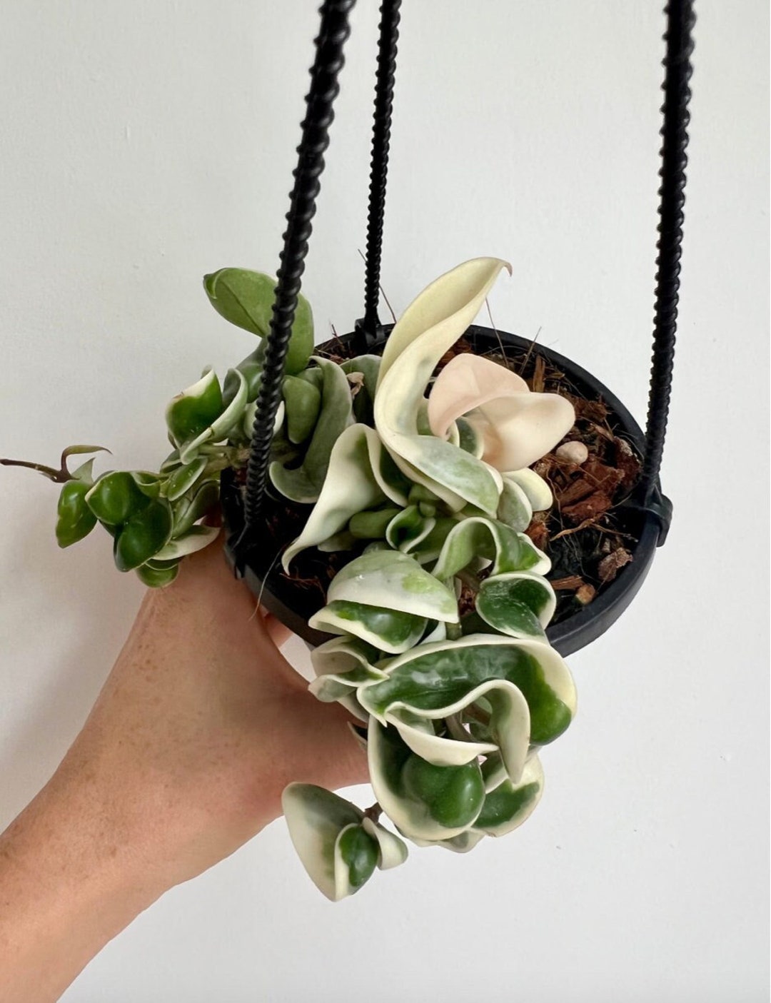 Variegated Hindu Ropes Etsy