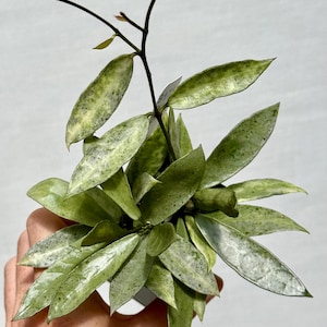 Hoya Lacunosa ‘Winter’s Pandora’ (Very Rare)