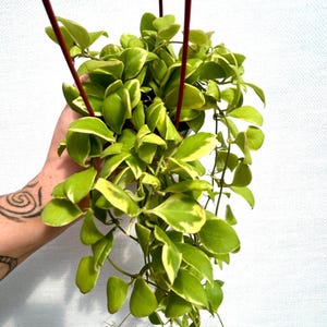 Hoya Heuschkeliana Albomarginata
