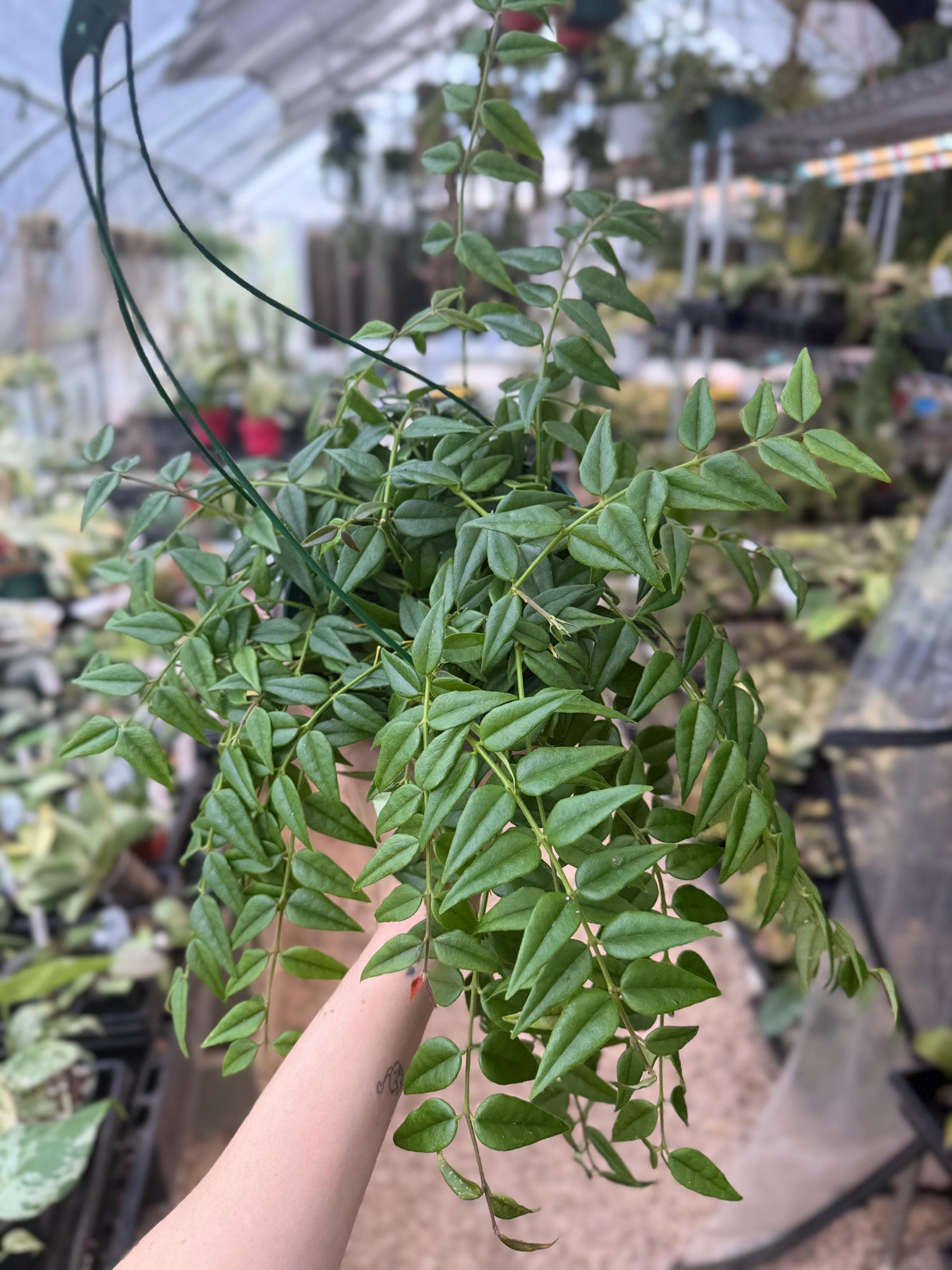 Hoya Manipurensis Variegated - Etsy
