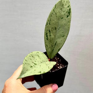 Hoya Pubicalyx ‘Pink Silver Ghost’