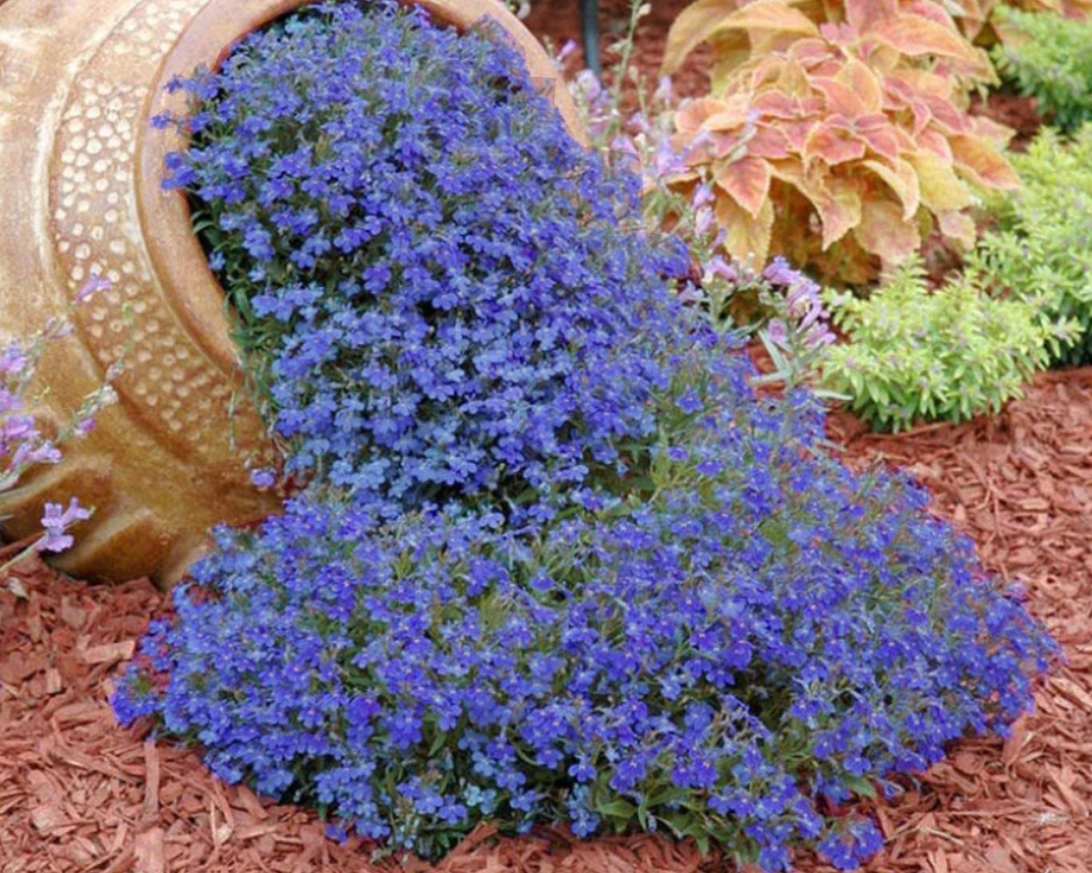 100 Blue Mini Forget me Not Seeds Hanging Basket or Border Flowers to Plant  Grow