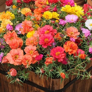 May include: A wooden planter overflowing with colourful flowers in shades of pink, red, orange, yellow, and white. The flowers are densely packed together, creating a vibrant and cheerful display.