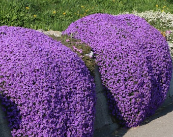 Welldales 50 Creeping Thyme Seeds Purple Trailing Basket Rock Cress Mat Forming UK Plant