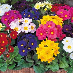 May include: A close-up of a variety of colourful primrose flowers in a wooden planter. The flowers are in shades of red, pink, yellow, white, and blue.