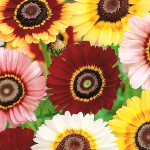Welldales 50 Pastel Painted English Daisy Seeds Chrysanthemum Flowers UK Giant Hardy Plants to Grow