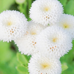 Welldales 100 Daisy Seeds SnowBall Chrysanthemum Flowers UK Hardy Perennial Plants To Grow