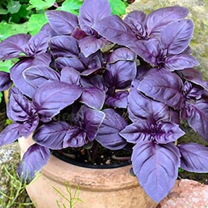 May include: A potted plant with dark purple leaves. The plant is in a terracotta pot and is surrounded by green foliage.