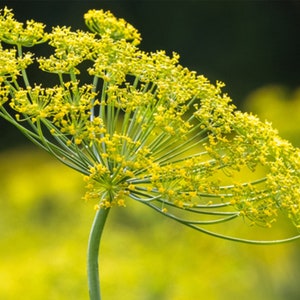 Welldales 100 Dill Seeds Scented British Giant Anethum Garden & Kitchen Spice Herbs