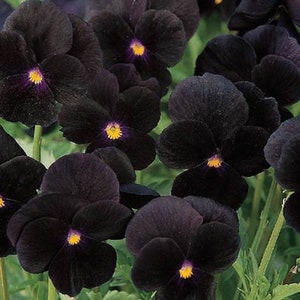 May include: Close-up of black pansy flowers with yellow centres. The flowers are in full bloom and have a velvety texture.