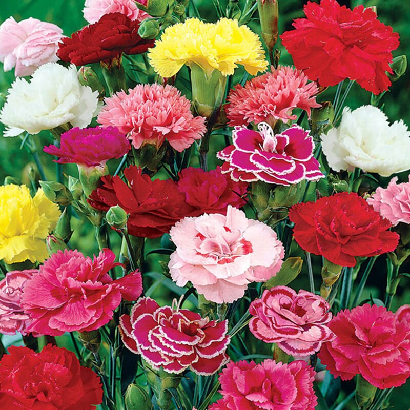 Carnation Crafts Uk - Etsy UK