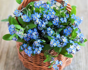 Welldales 100 Blue Mini Forget me Not Seeds Hanging Basket or Border Flowers to Plant Grow