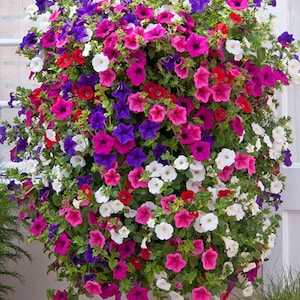 May include: A hanging basket overflowing with vibrant petunias in shades of pink, purple, white, and red. The flowers are densely packed, creating a lush and colourful display.