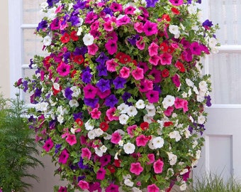 Welldales 50 Trailing Petunia Colourful Mix Seeds Hanging Basket Window Box Planter Flower