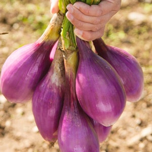 May include: A bunch of purple onions with green stems.
