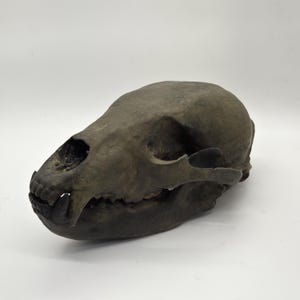 Resin Bear skull, 3d printed wildlife decoration, Ursidae skeleton head,Mammalogists gift idea, unique home decor, horror decoration