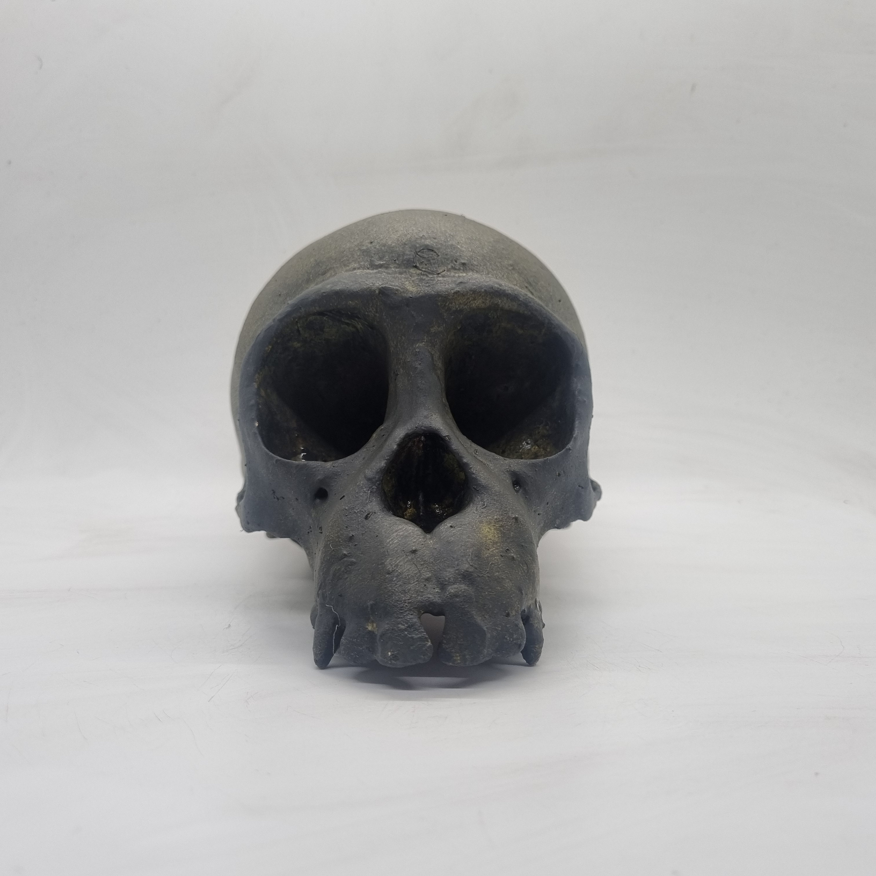 老化した骨の効果チンパンジーの頭蓋骨、樹脂猿の頭、3Dプリント動物