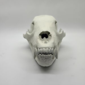 3d printed Bear skull, wildlife decoration, Ursidae skeleton head. resin bear skull, Mammalogists gift idea, unique home decor, brown bear