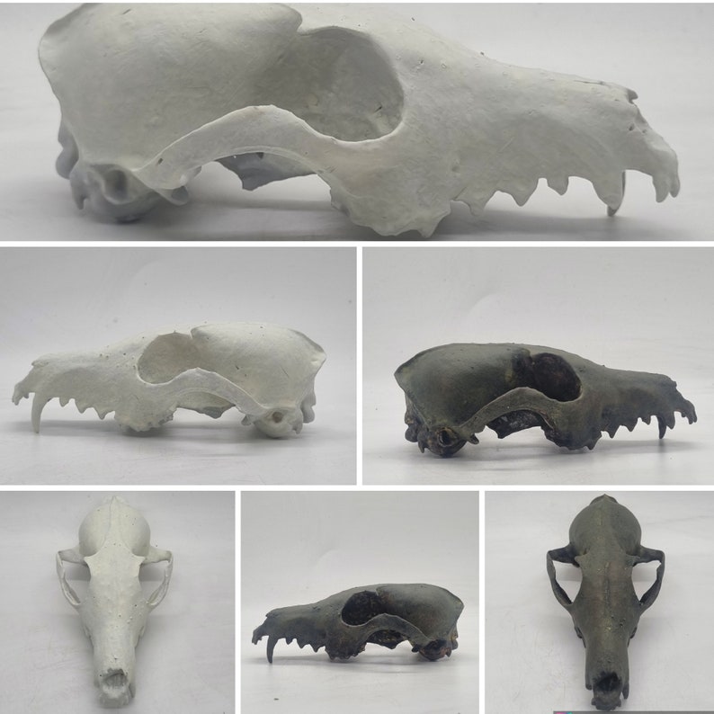 White Ornamental Red Fox Skull, Resin 3d Print, Wildlife Horror — free download