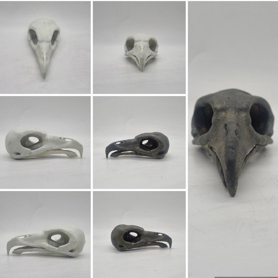 Resin Vulture Skull, Bird of Prey Horror Decoration,ornamental