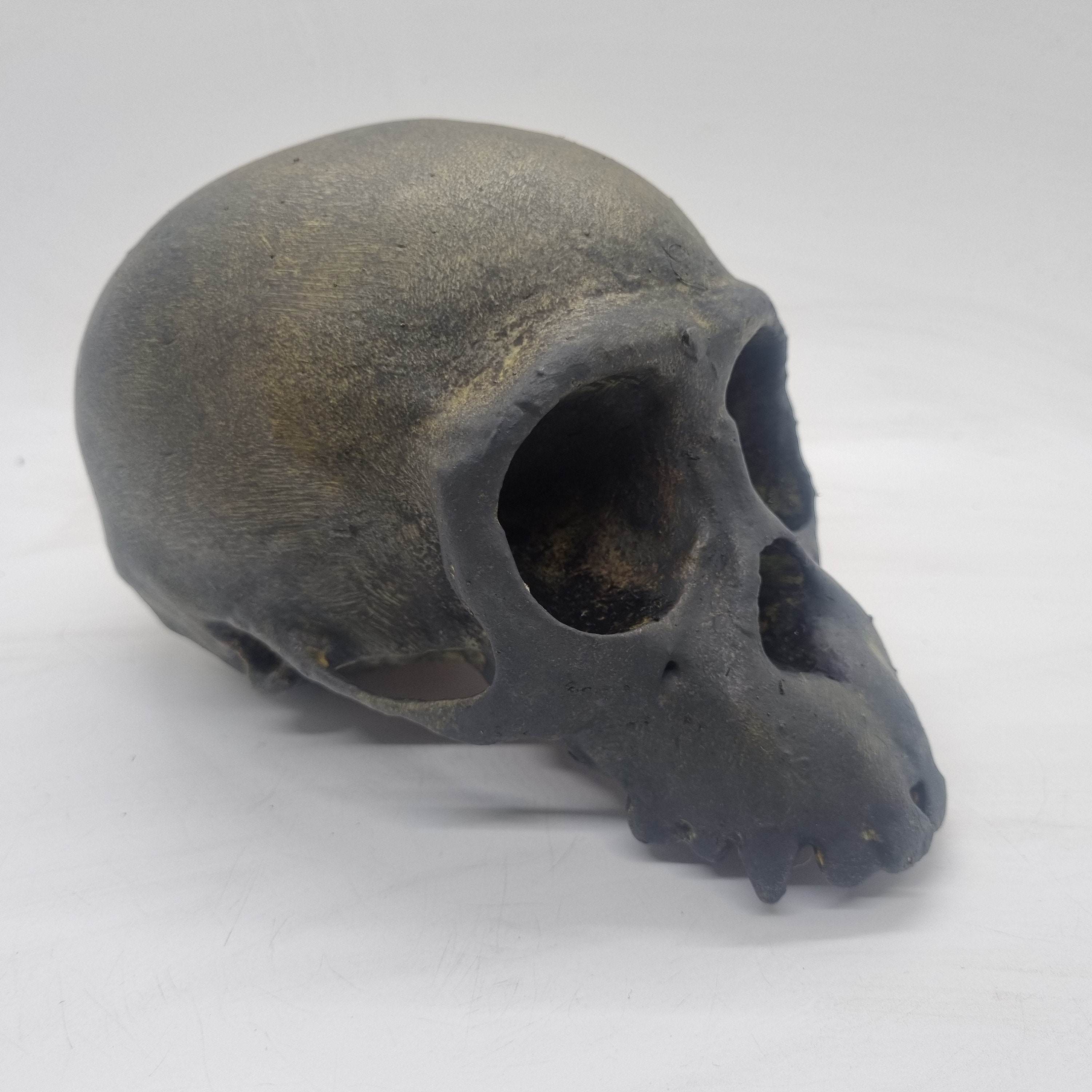 老化した骨の効果チンパンジーの頭蓋骨、樹脂猿の頭、3Dプリント動物