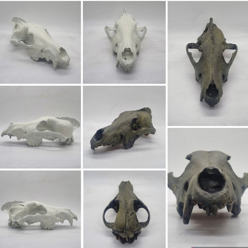 Ornamental Wolf Skull, 3d Printed Horror Decoration, Cosplay Accessory — free download