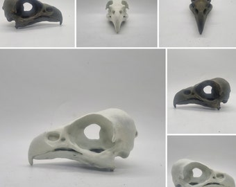 3d printed Eagle skull, bird horror decoration, gothic cosplay accessory, weathered bone effect, 3d printed resin, ornathology skeleton