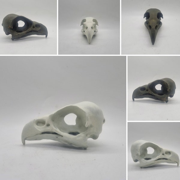 3d printed Eagle skull, bird horror decoration, gothic cosplay accessory, weathered bone effect, 3d printed resin, ornathology skeleton