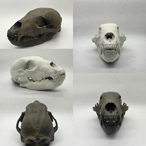 ornamental Bear skull, 3d printed horror decoration, 3d printed wildlife, Ursidae skeleton head. resin bear skull, Mammalogists gift idea