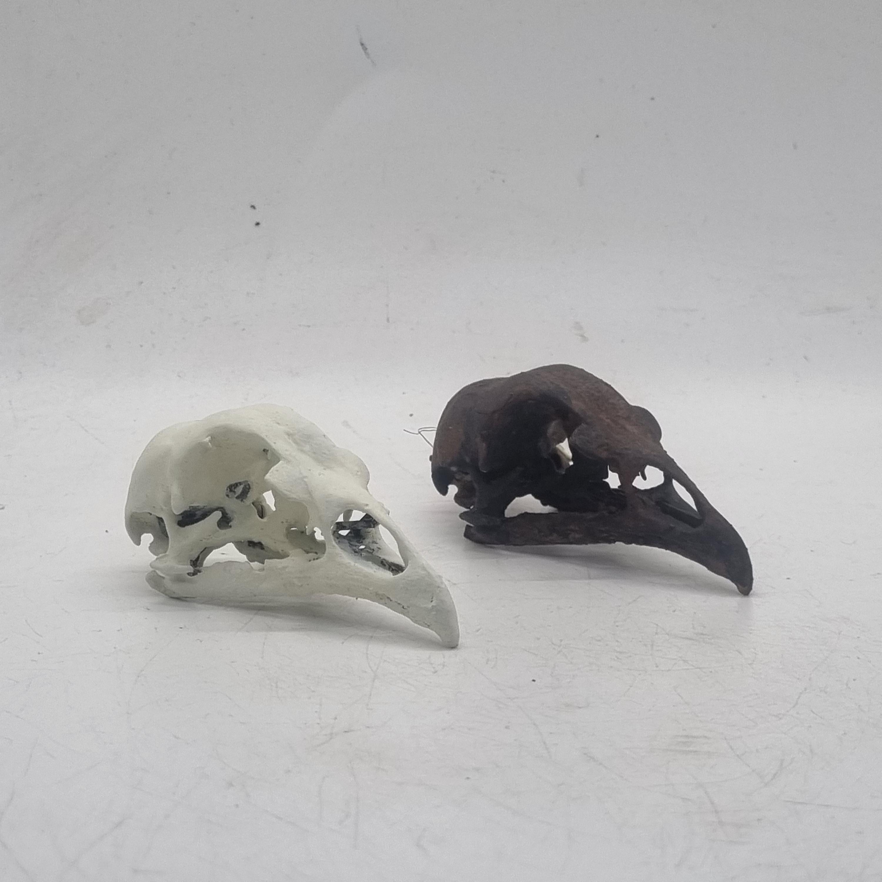 ヤナカーン Bird Skull Eye Socke BK BSK-001-04 Bird Skull Eye Socke