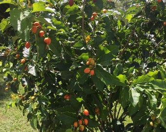 May include: A lush green tree with large, dark green leaves and clusters of orange-red fruit. The tree is in full sunlight, with a grassy area visible in the background. The fruit appears to be ripe and ready for harvest.