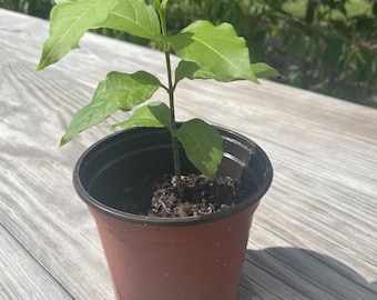 May include: A small green plant with large leaves in a brown plastic pot. The pot is filled with soil and sits on a wooden surface. The plant is in direct sunlight, and the background is blurred.