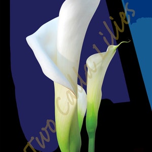 Calla Lily, Lilies, Wall Art, Digital Art, Digital Downloads, Impressionist Flowers, Photo Paintings, Fine Art