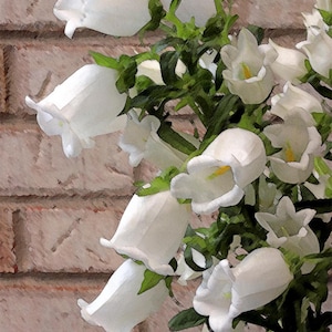 Bellflowers, Campanula, Canterbury Bells, Abstract Flower Art, Photo Paintings, Fine Art, Abstract Wall Art, Large Scale Art
