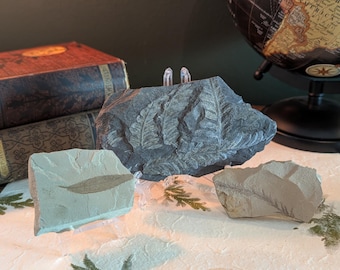 May include: Three distinct rock specimens featuring fossilized plant impressions. One large dark gray stone displays multiple fern fronds, while two smaller light tan stones each contain a single leaf imprint, all displayed on clear stands.