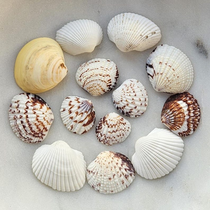 Pode incluir: Uma cole&ccedil;&atilde;o de conchas marinhas em v&aacute;rios tamanhos e padr&otilde;es. As conchas variam em cor de branco cremoso a castanho, com superf&iacute;cies caneladas e texturizadas. Algumas conchas t&ecirc;m intrincadas marca&ccedil;&otilde;es castanhas.