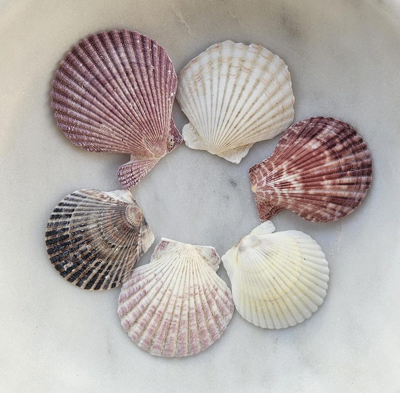 Pode incluir: Seis conchas de vieira dispostas em c&iacute;rculo. As conchas exibem uma gama de cores, do branco e creme ao roxo e castanho. Cada concha tem uma textura nervurada, sobre uma superf&iacute;cie de m&aacute;rmore branco.