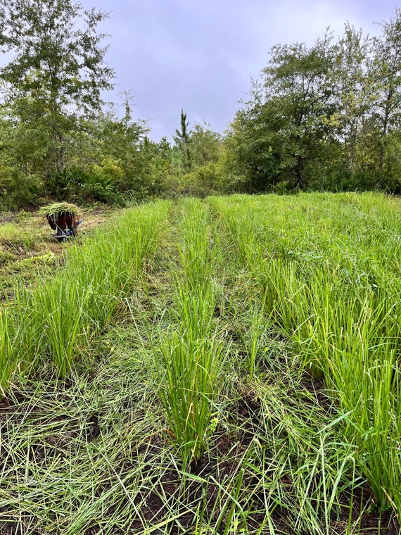 Vetiver -50  Bare root plants.  Year round for zones 8-11, indoors or greenhouses. Slips, sunshine, roots, oil