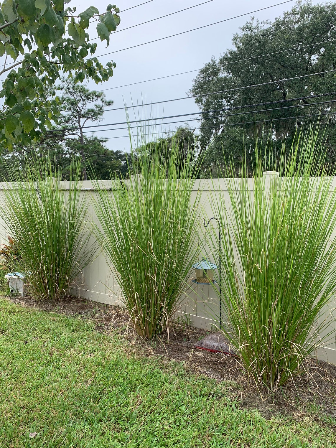 10 Sunshine Vetiver Plants for Soil Stabilization – Zone 8-11, Indoor ...
