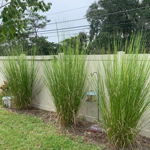 May include: A row of tall, green ornamental grass plants in front of a beige fence. The grass has long, slender blades and is planted in a bed of mulch. A bird feeder hangs on the fence.
