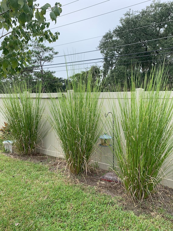Vetiver -10  Bare root plants.  Year round for zones 8-11, indoors or greenhouses. Slips, sunshine, roots, oil