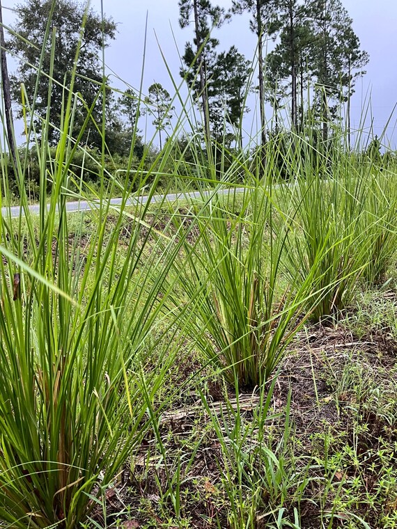 Vetiver_Plants_R_Us