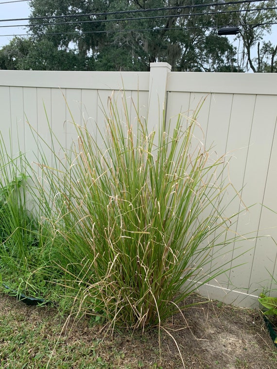 Vetiver -20  Bare root plants. Year round for zones 8-11, indoors or greenhouses. Slips, sunshine, roots, oil