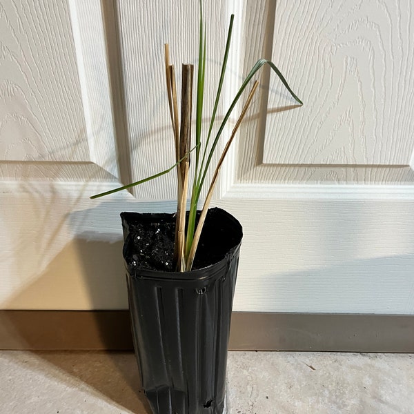 Rooted 1 gallon vetiver plants - easy to grow (sun, warmth and water)