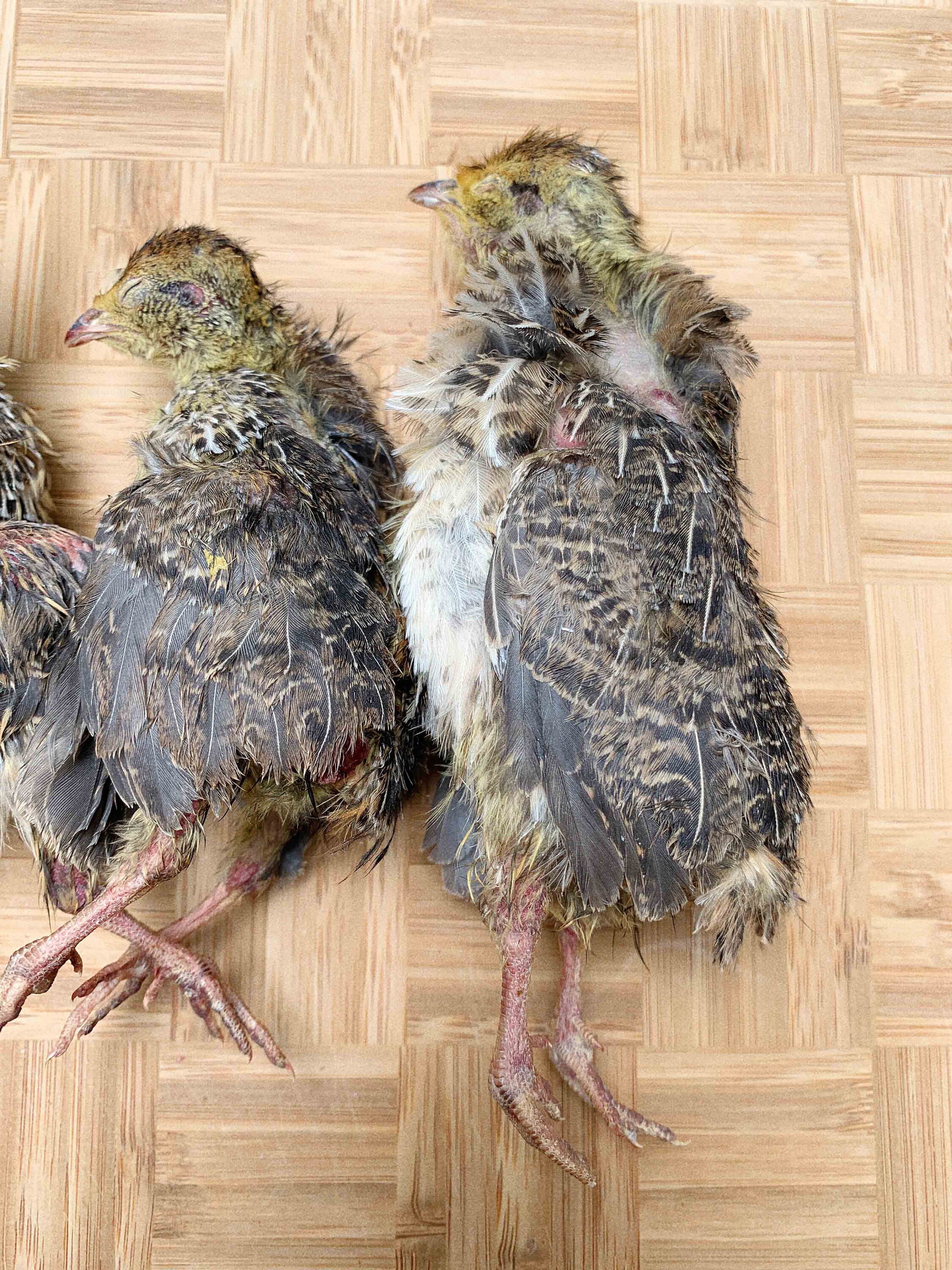 Freeze Dried Whole Prey Small Quail Treats for Cats and Dogs Etsy